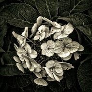 black and white photo of small white flowers