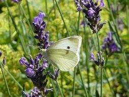 wild butterfly on the lavender