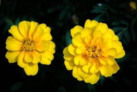 two yellow bright flowers of marigolds