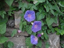 Violet flowers of the plant in the garden