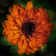 orange flower in botany