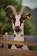 goat with beautiful horns close-up