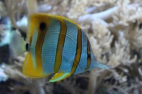 striped coral fish at reef