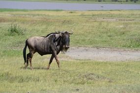 wildebeest is a large animal in africa