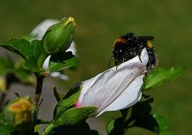 bumblebee on white flower bud
