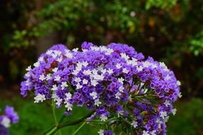 blue winged beach lilac flower