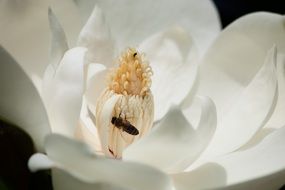 bee on the delicate white magnolia blossom