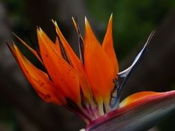 queen caudata flower