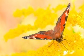 peacock butterfly sits on a yellow flower