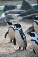 penguins near stones in their natural environment