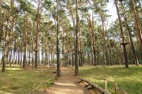 cable park in the forest