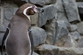 humboldt penguin in the wild