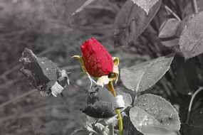 red rose in leaves