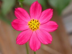 delicate fuscia garden flower