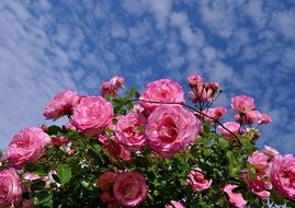 Rose bush in the garden on blue sky background with white clouds