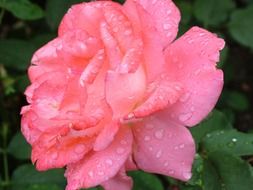 garden rose and water drops