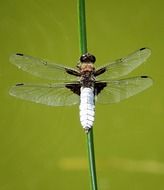 dragonfly on a light green background