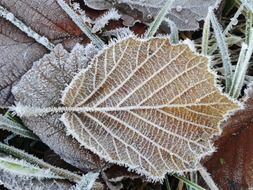 frozen leaves on the ground in winter