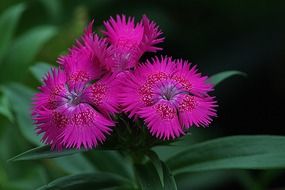 dianthus blossom