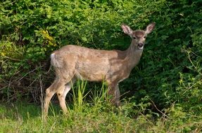 white-tailed deer among green forest