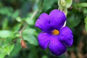 macro photo of bright purple violet