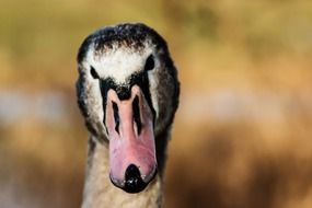 head of a swan