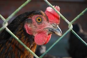 chicken head behind the net