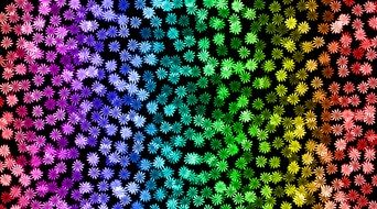 colorful flower field
