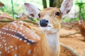 portrait of a cute deer among nature