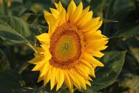 sunflower close up