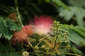 exotic fluffy wildflower