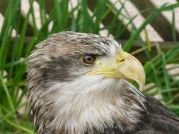 Portrait of the eagle