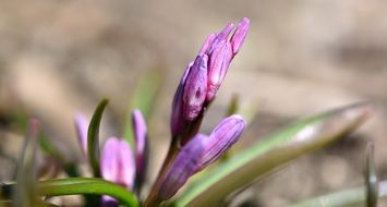 purple spring flower