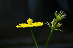 yellow plant in Sri Lanka on a blurred background