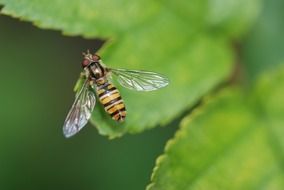 closeup photo of wasp sits on a green leaf of a plant