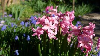 bloom garden hyacinth in spring