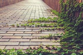 climbing plant on brick treasure