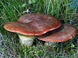 Mushrooms among the green grass