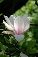 White and pink magnolia flower