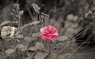 pink rose flower on a black and white background