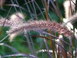 Seeds of grass close-up