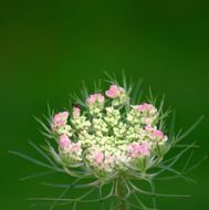 tender pink flower closeup