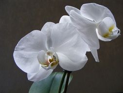 beautiful and delightful orchid white plant