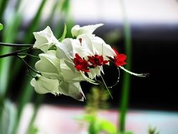 white and red den delon plants