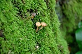 two small mushrooms on the mossk