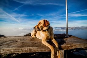 portrait of dog enjoys the view of the mountains