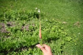 carrot in hand on the background of the garden