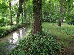 aesthetic mood in a forest