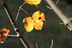 lonely autumn leaves on a bare branch in October