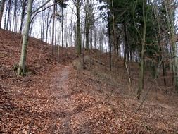 panorama of autumn mountain forest